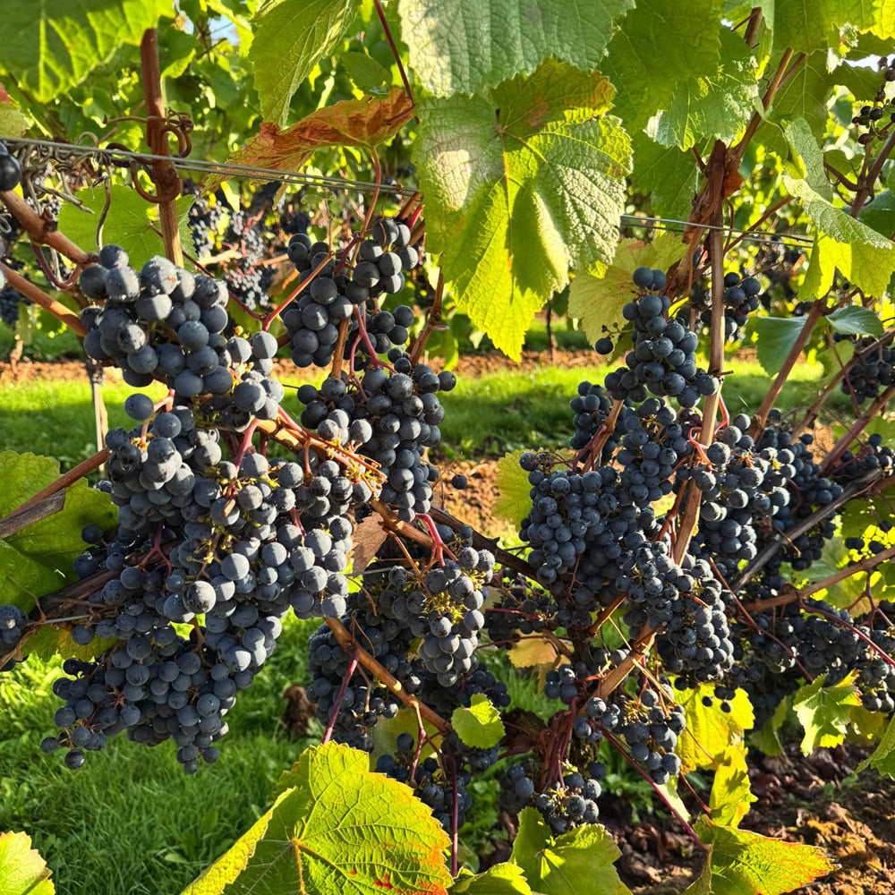 Radlow Hundred Grapes