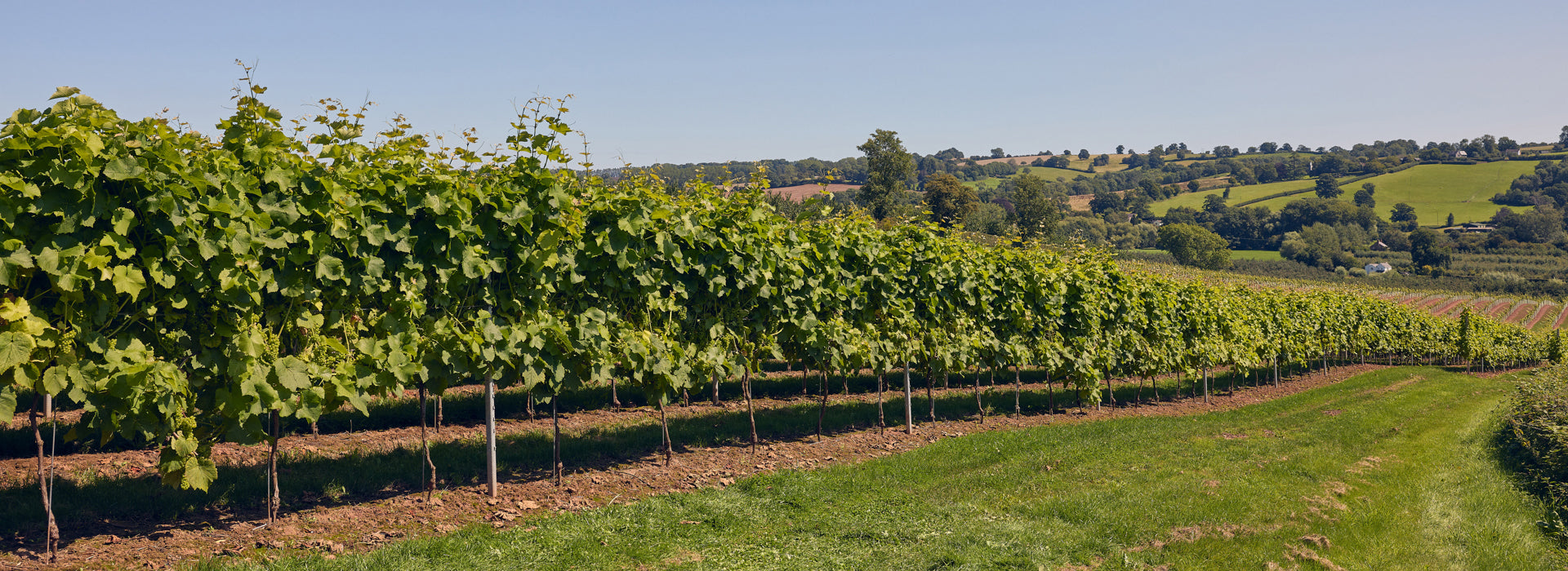 Radlow Hundred Vineyard